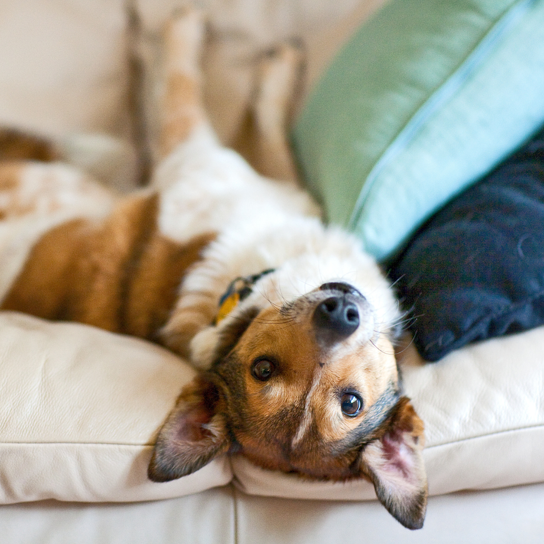 The Importance of a Dog’s Bed