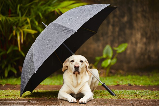 Umbrella dog